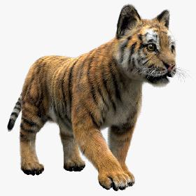 TigerBaby Fur 3D model